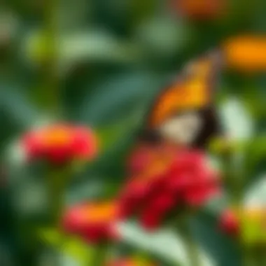 Vibrant Butterfly on a Flower Close-up of a vibrant butterfly resting on a flower in the garden